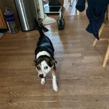 Enlarge Vicky, a Adoptable mixed breed in Raleigh, NC image 5/6