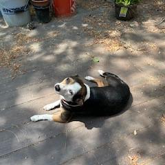 Enlarge Vicky, a Adoptable mixed breed in Raleigh, NC image 6/6