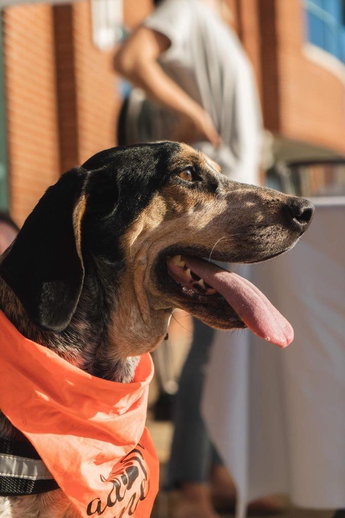 Enlarge Huck, a Adopted mixed breed in Raleigh, NC image 1/6