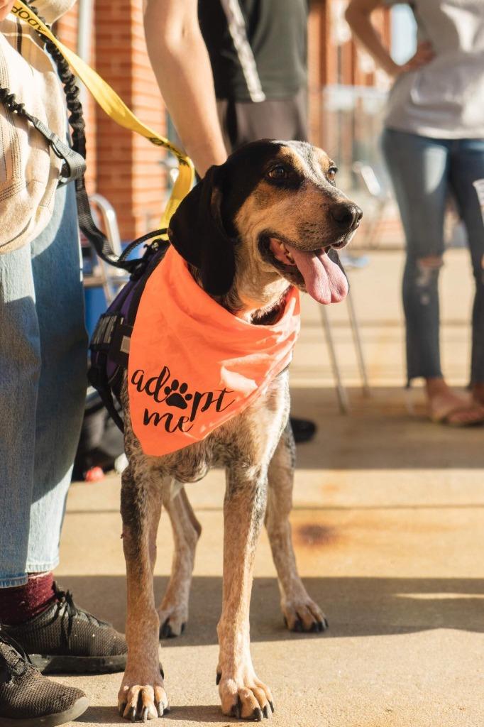 Enlarge Huck, a Adopted mixed breed in Raleigh, NC image 2/6