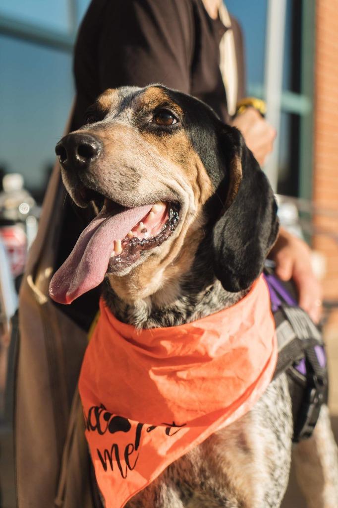 Enlarge Huck, a Adopted mixed breed in Raleigh, NC image 3/6