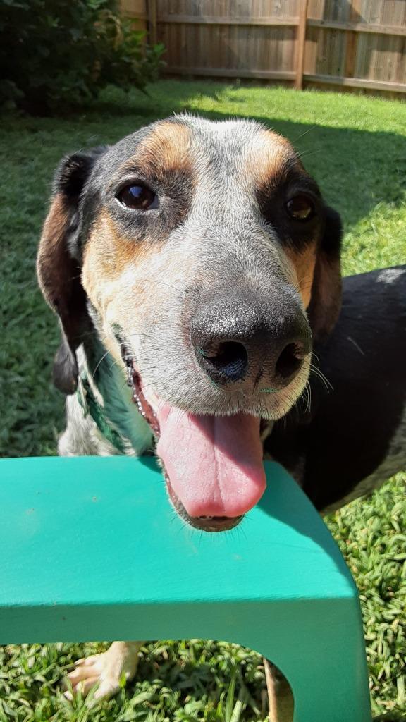 Enlarge Huck, a Adopted mixed breed in Raleigh, NC image 5/6