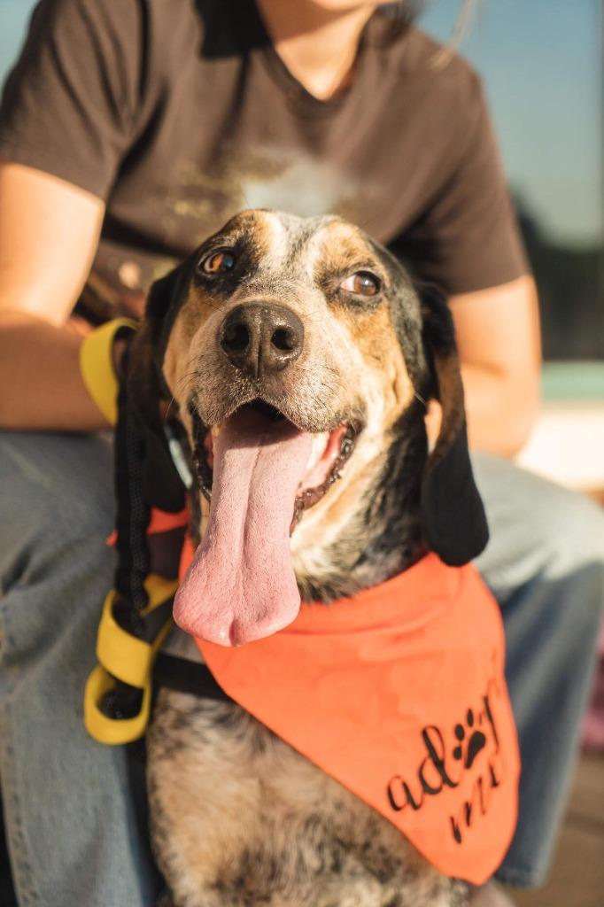 Enlarge Huck, a Adopted mixed breed in Raleigh, NC image 6/6