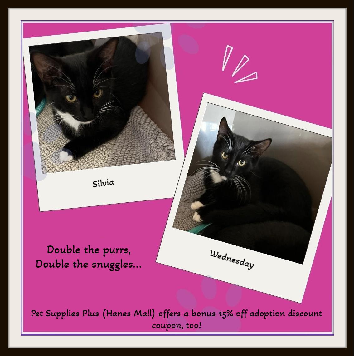 Enlarge Slivia & Wednesday - Double the cuddles and fun!!, a Adoptable Domestic Short Hair in Snow Camp, NC image 1/1