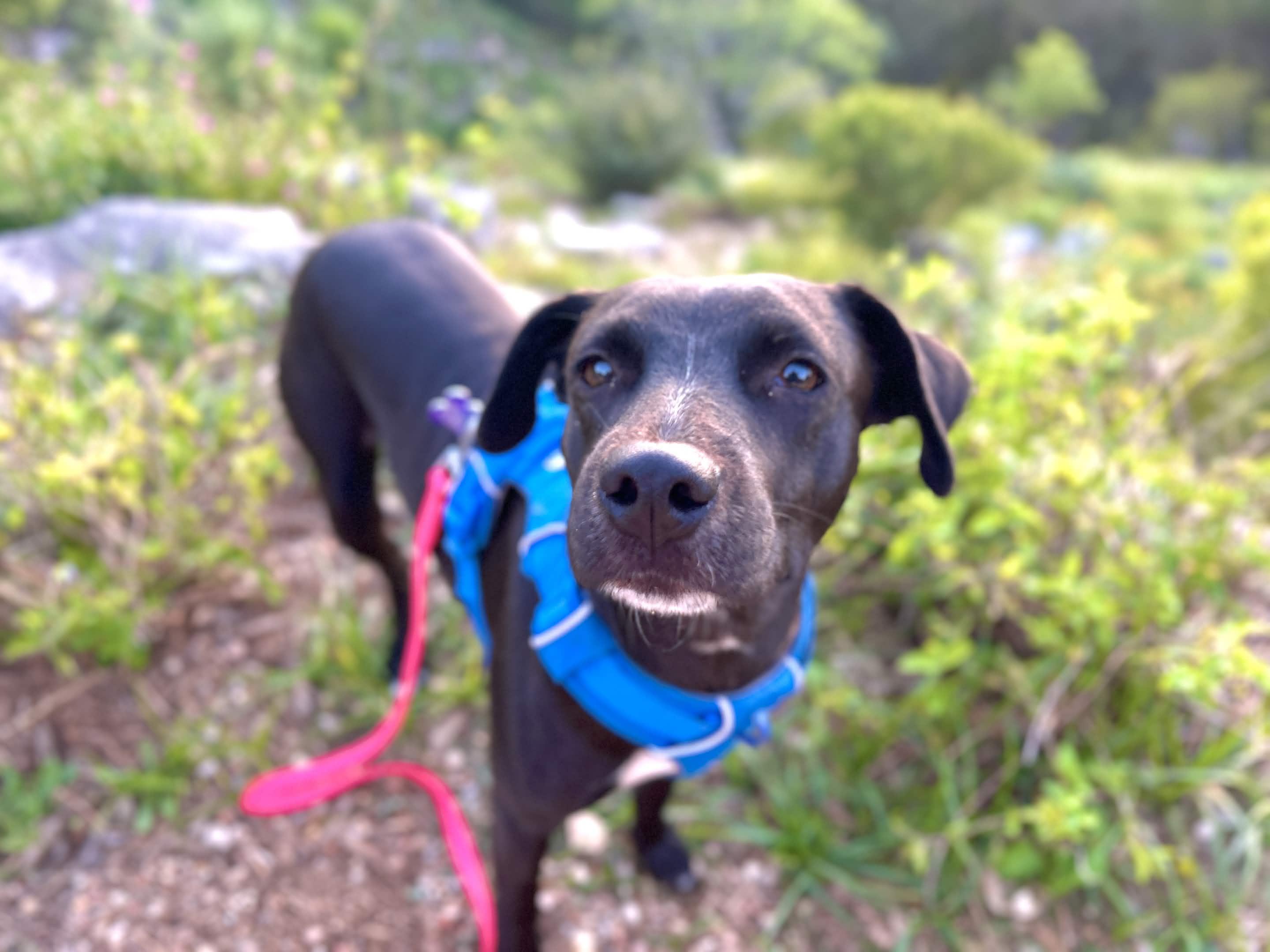 Carly, a Adoptable mixed breed in Austin, TX image 5/6