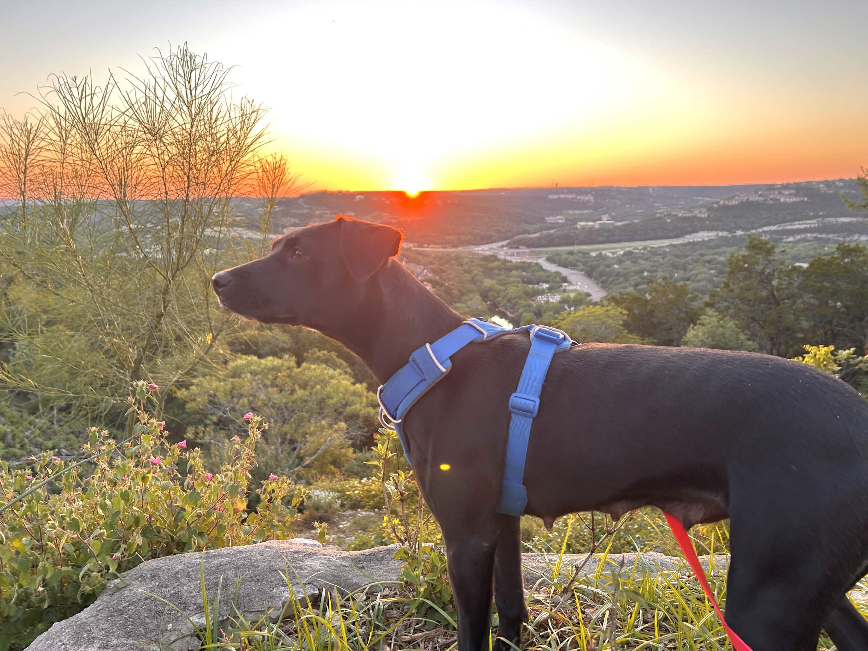 Carly, a Adoptable mixed breed in Austin, TX image 4/6