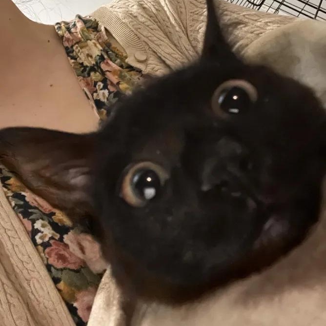 Olive, Adoptable, Kitten Female Domestic Short Hair.