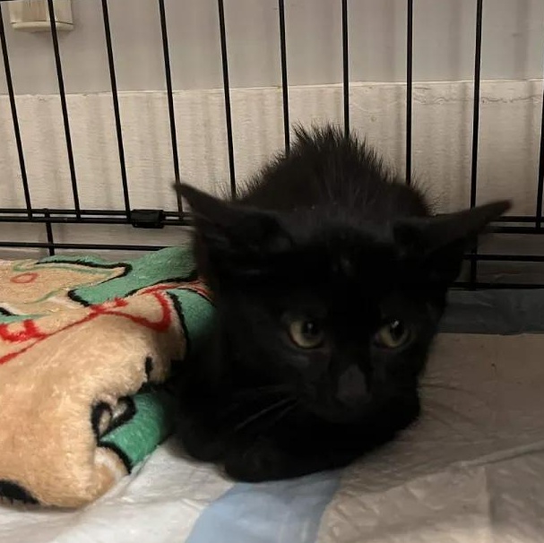 Enlarge Olive, a Adoptable Domestic Short Hair in Weehawken, NJ image 3/6