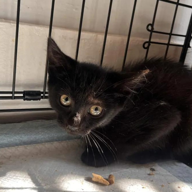 Enlarge Olive, a Adoptable Domestic Short Hair in Weehawken, NJ image 2/6
