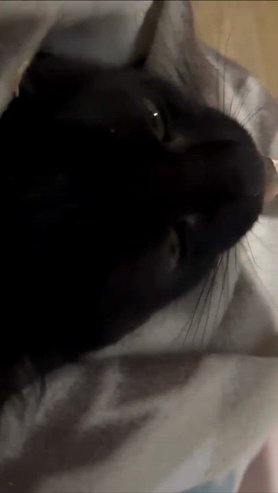Enlarge Olive, a Adoptable Domestic Short Hair in Weehawken, NJ video 6/6