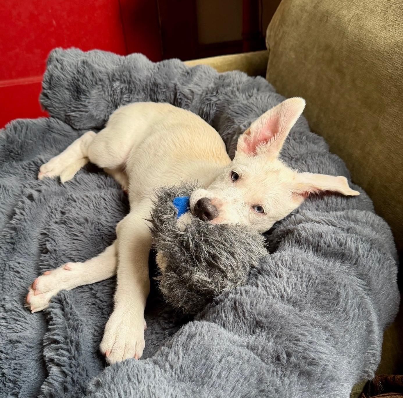 Enlarge Fennec aka Frank, a ADOPTABLE mixed breed in New Orleans, LA image 2/6