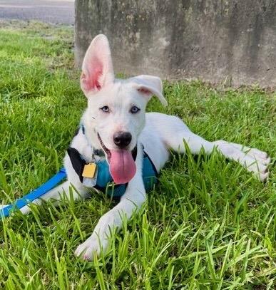 Fennec aka Frank, ADOPTABLE, Young Male Shepherd & Husky.