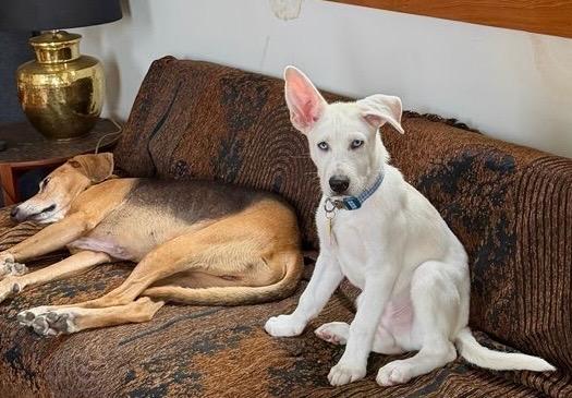 Enlarge Fennec aka Frank, a ADOPTABLE mixed breed in New Orleans, LA image 4/6