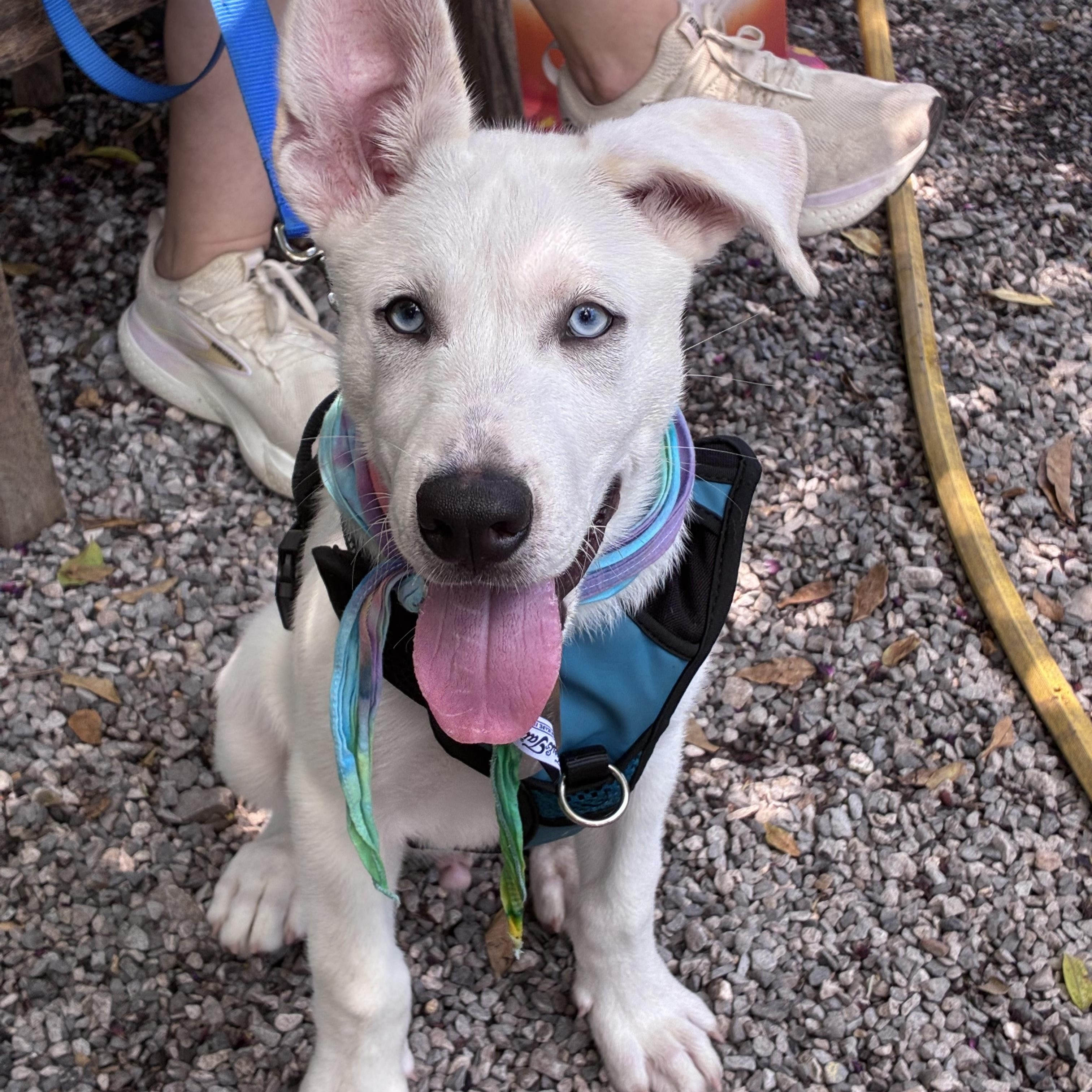 Enlarge Fennec aka Frank, a ADOPTABLE mixed breed in New Orleans, LA image 5/6