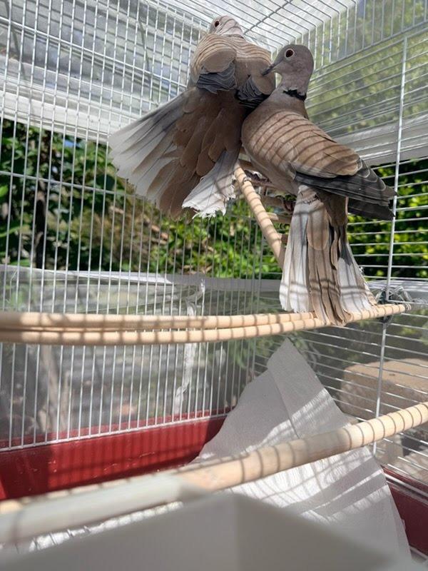 Kiwi / Mango, a Adoptable Dove in Eagle Mountain, UT image 1/2