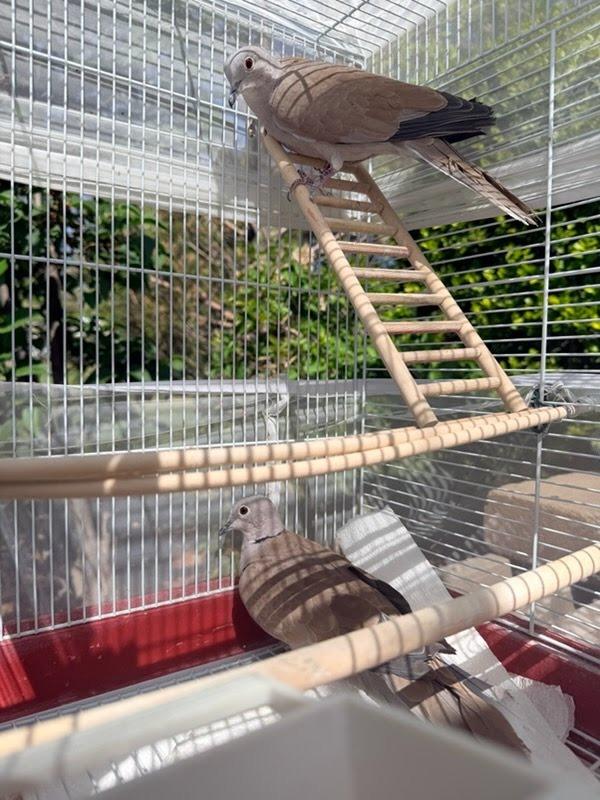 Kiwi / Mango, a Adoptable Dove in Eagle Mountain, UT image 2/2