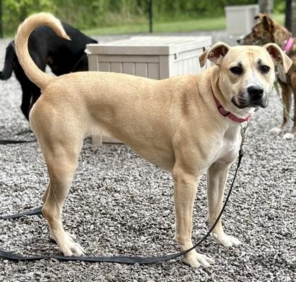 Holly, Adoptable, Young Female Mixed Breed & Mixed Breed.