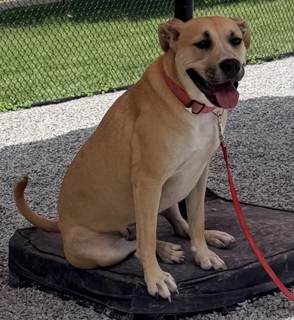 Holly, a Adoptable mixed breed in Cincinnati, OH image 2/3