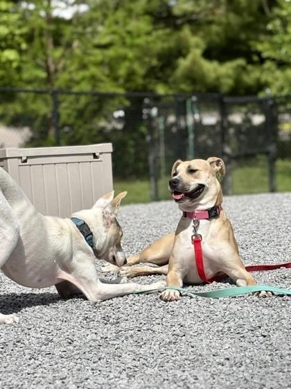 Holly, a Adoptable mixed breed in Cincinnati, OH image 3/3