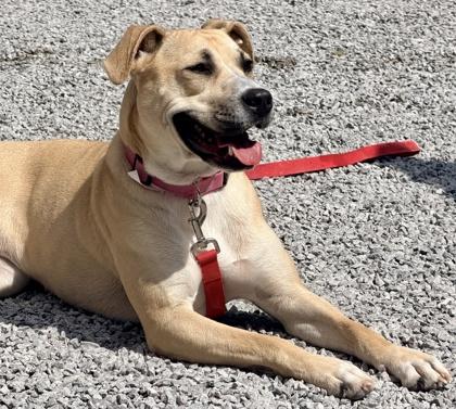 Holly, a Adoptable mixed breed in Cincinnati, OH image 3/3