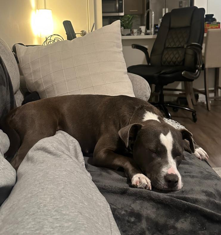 Enlarge Lilac, a ADOPTABLE Pit Bull Terrier in TEMECULA, CA image 3/6