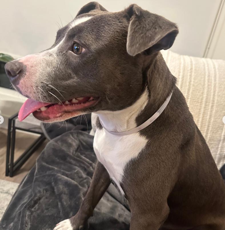 Enlarge Lilac, a ADOPTABLE Pit Bull Terrier in TEMECULA, CA image 4/6