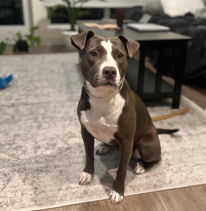 Enlarge Lilac, a ADOPTABLE Pit Bull Terrier in TEMECULA, CA image 1/6