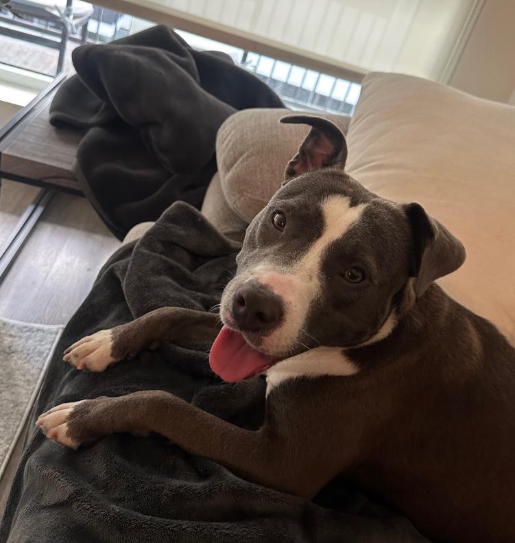 Enlarge Lilac, a ADOPTABLE Pit Bull Terrier in TEMECULA, CA image 2/6