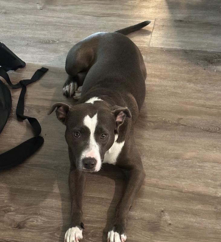 Enlarge Lilac, a ADOPTABLE Pit Bull Terrier in TEMECULA, CA image 6/6