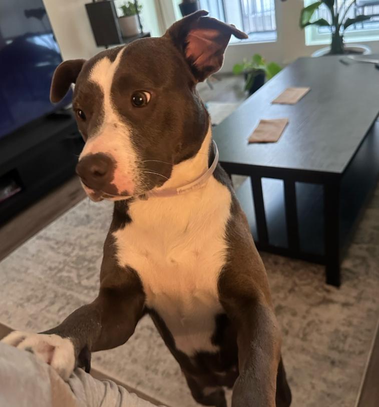 Enlarge Lilac, a ADOPTABLE Pit Bull Terrier in TEMECULA, CA image 5/6