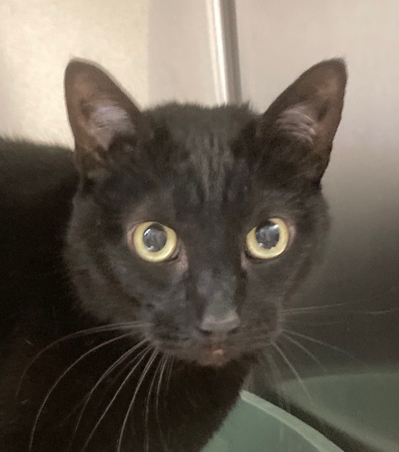 Bart AKA Romeo