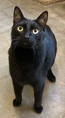 Bart AKA Romeo