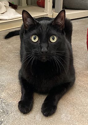 Bart AKA Romeo