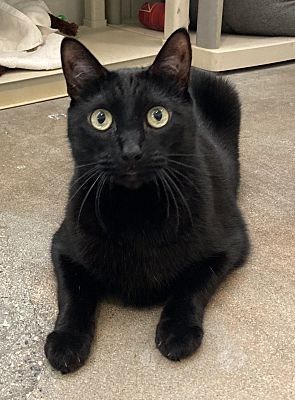 Bart AKA Romeo