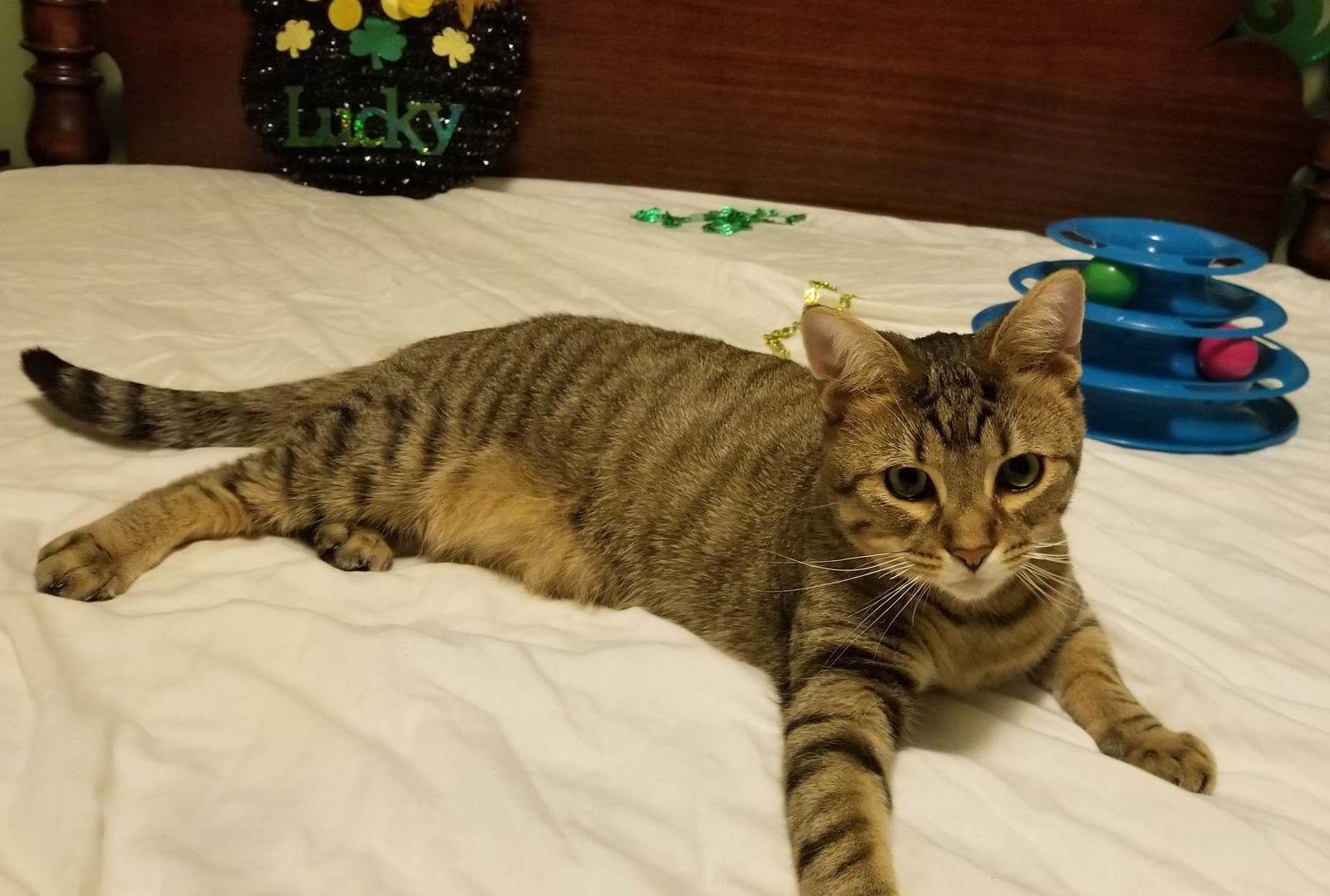 BT, Adoptable, Young Male Tabby & Domestic Medium Hair.