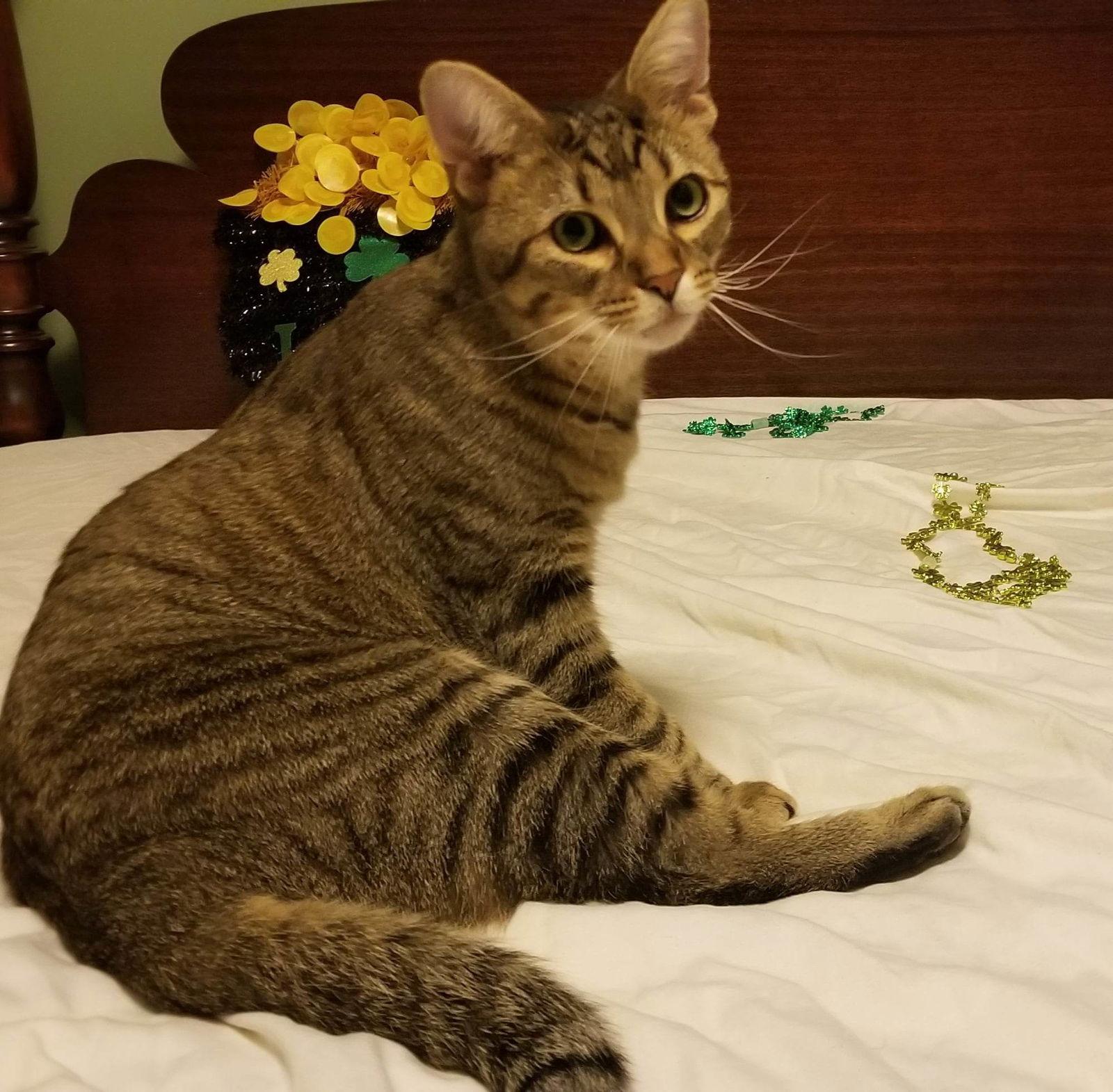 Enlarge BT, a Adoptable mixed breed in Columbus, IN image 2/6