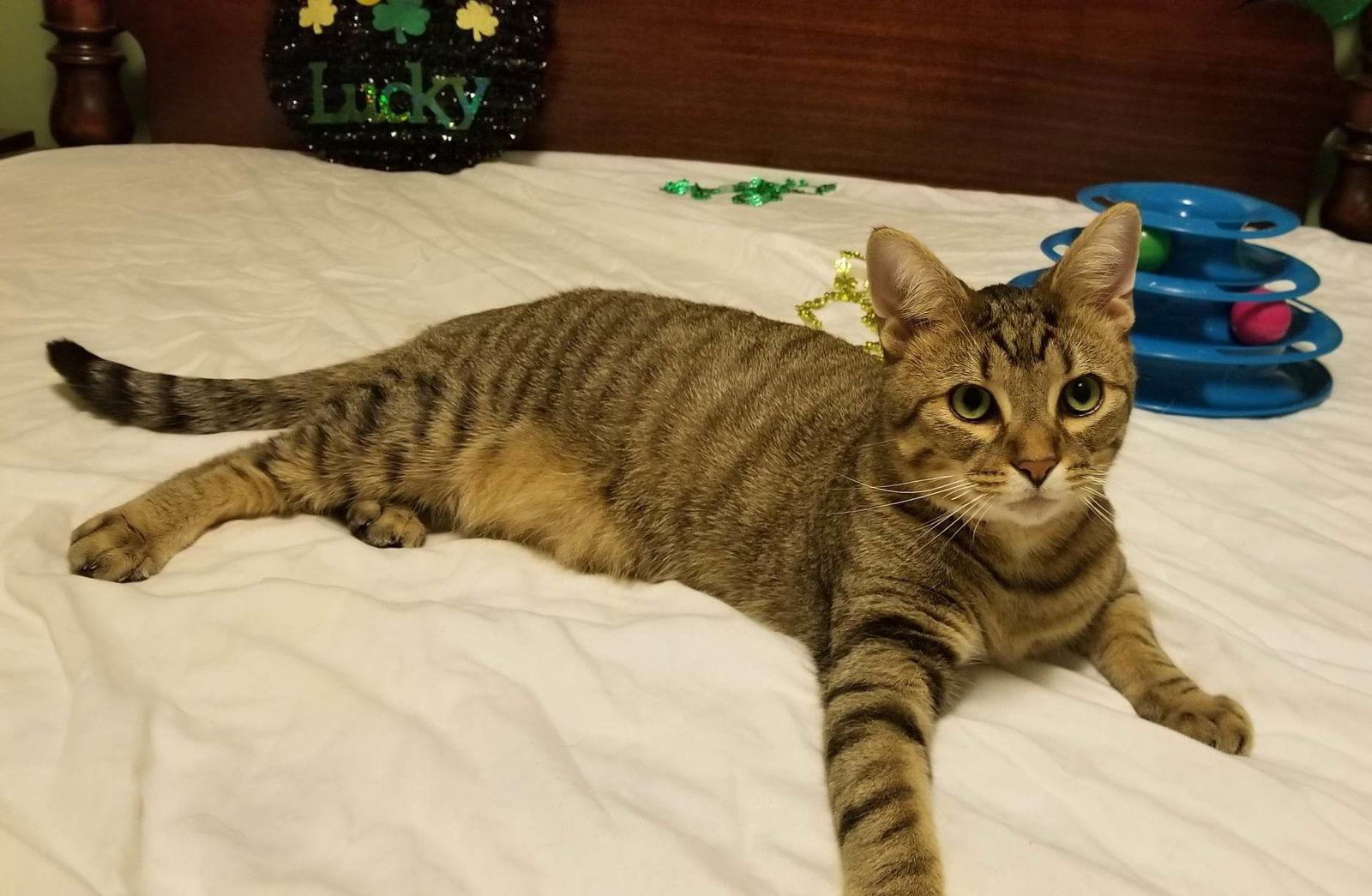 Enlarge BT, a Adoptable mixed breed in Columbus, IN image 3/6