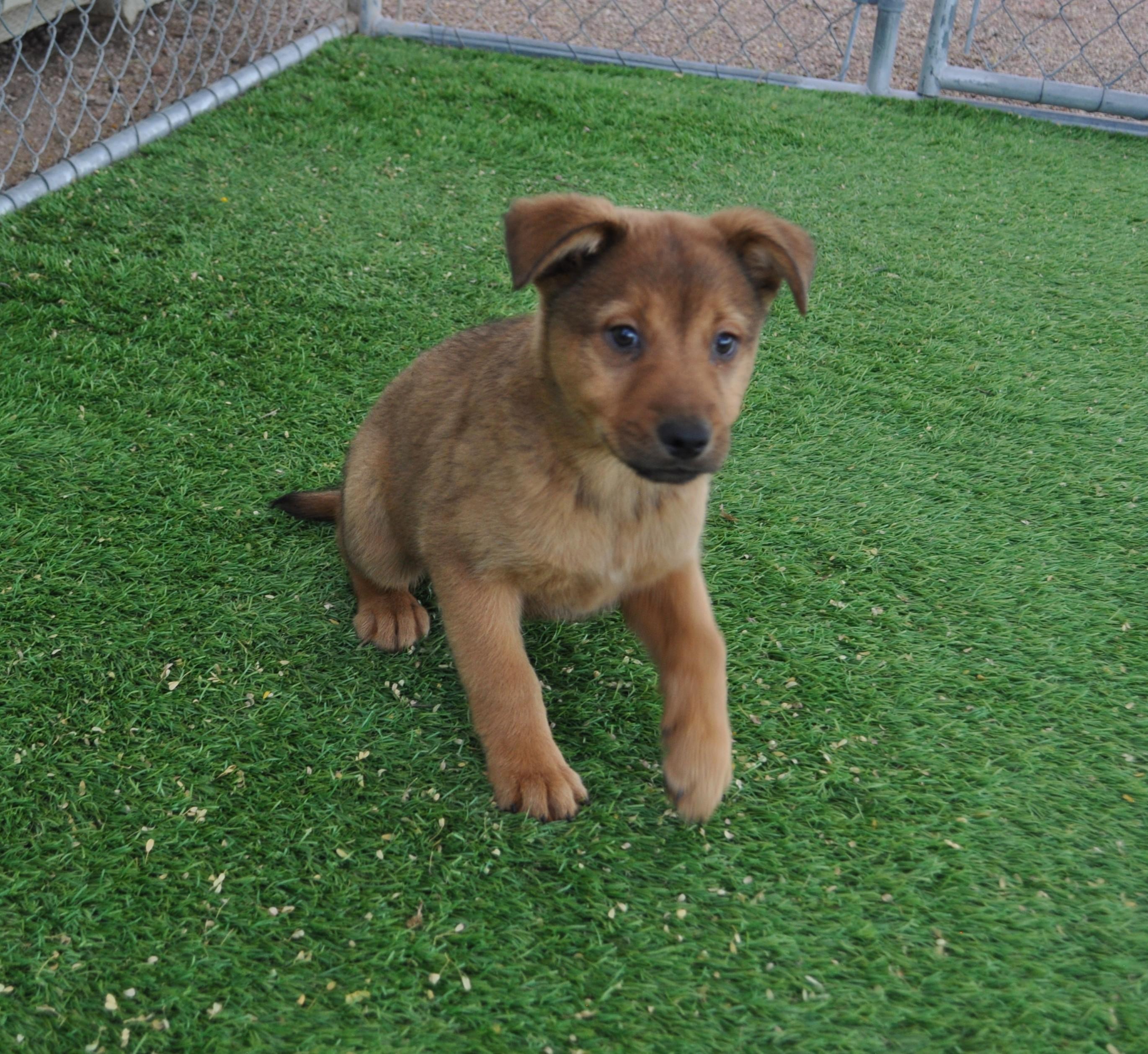Boots, a ADOPTABLE mixed breed in Apache Junction, AZ image 1/3