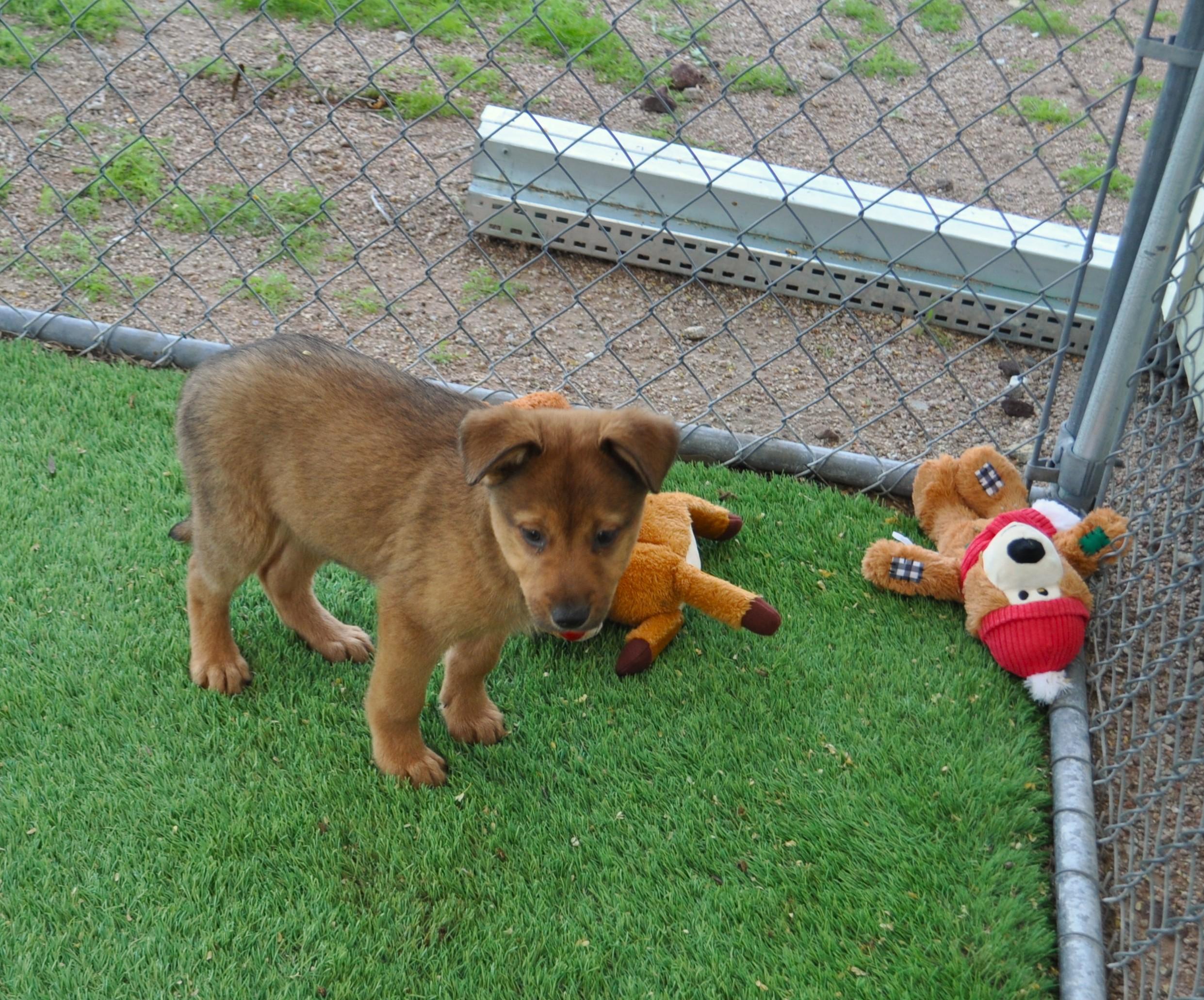 Boots, a ADOPTABLE mixed breed in Apache Junction, AZ image 2/3