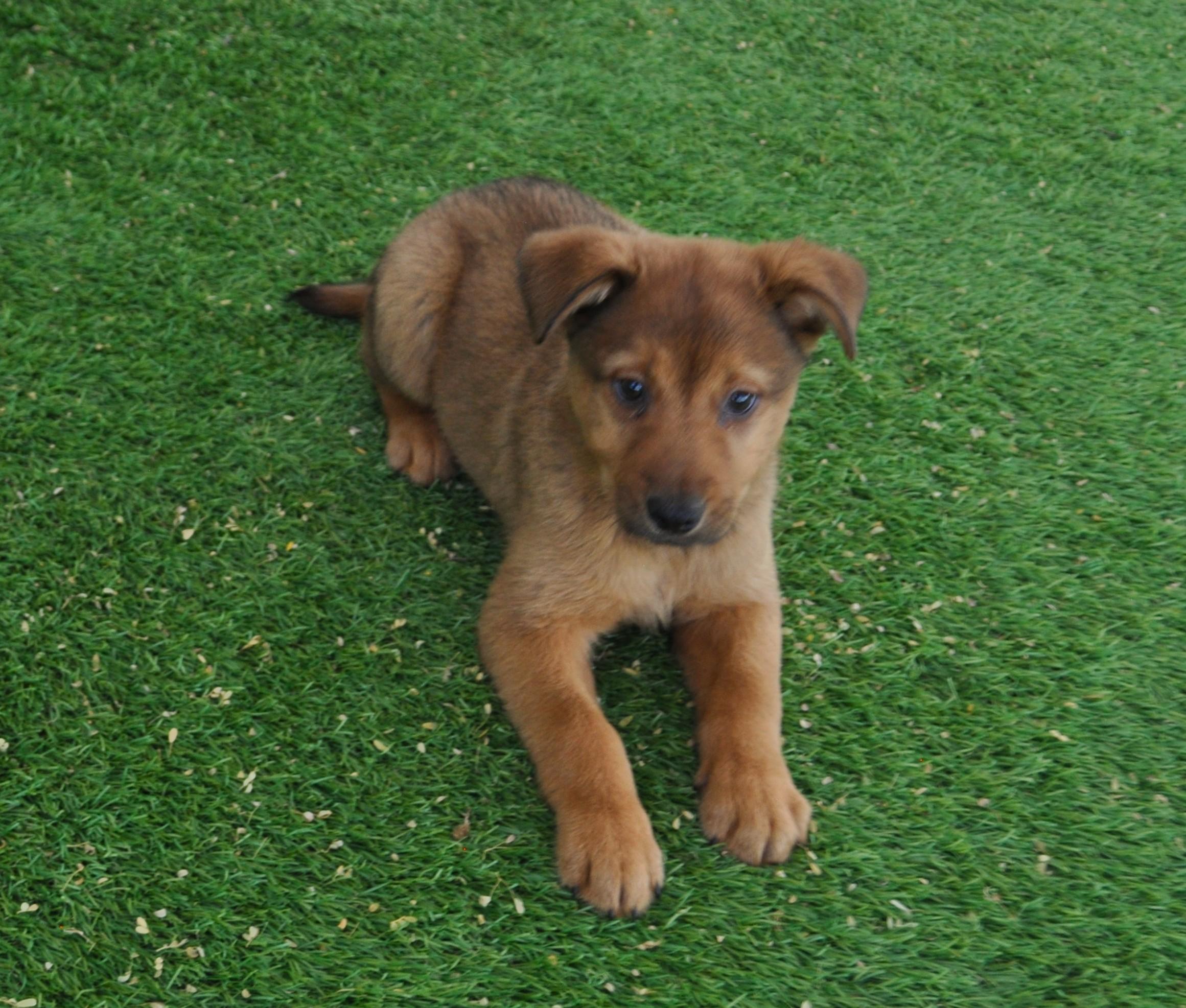 Boots, a ADOPTABLE mixed breed in Apache Junction, AZ image 3/3
