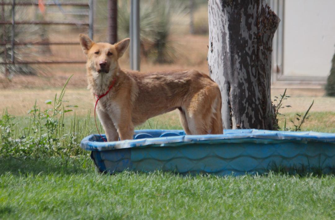 Enlarge DANA, a Adoptable mixed breed in Pearce, AZ image 1/4