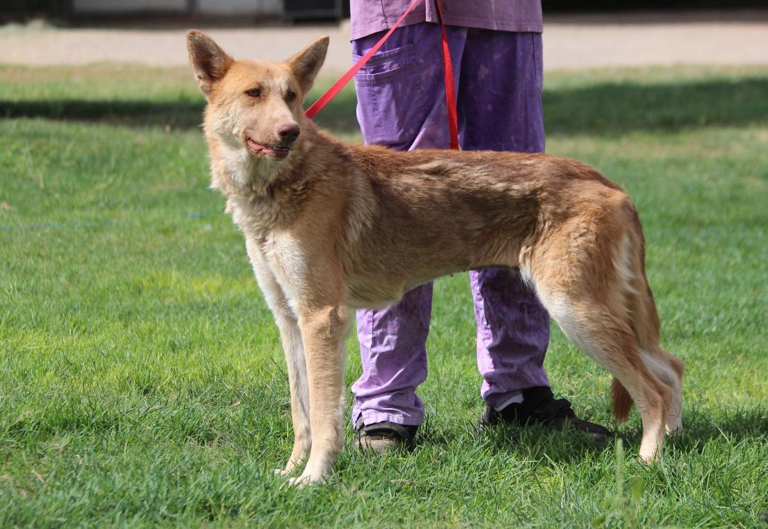 Enlarge DANA, a Adoptable mixed breed in Pearce, AZ image 2/4