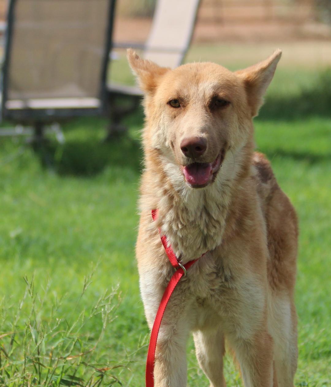 Enlarge DANA, a Adoptable mixed breed in Pearce, AZ image 3/4