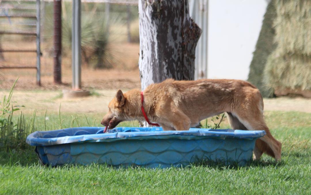 Enlarge DANA, a Adoptable mixed breed in Pearce, AZ image 4/4