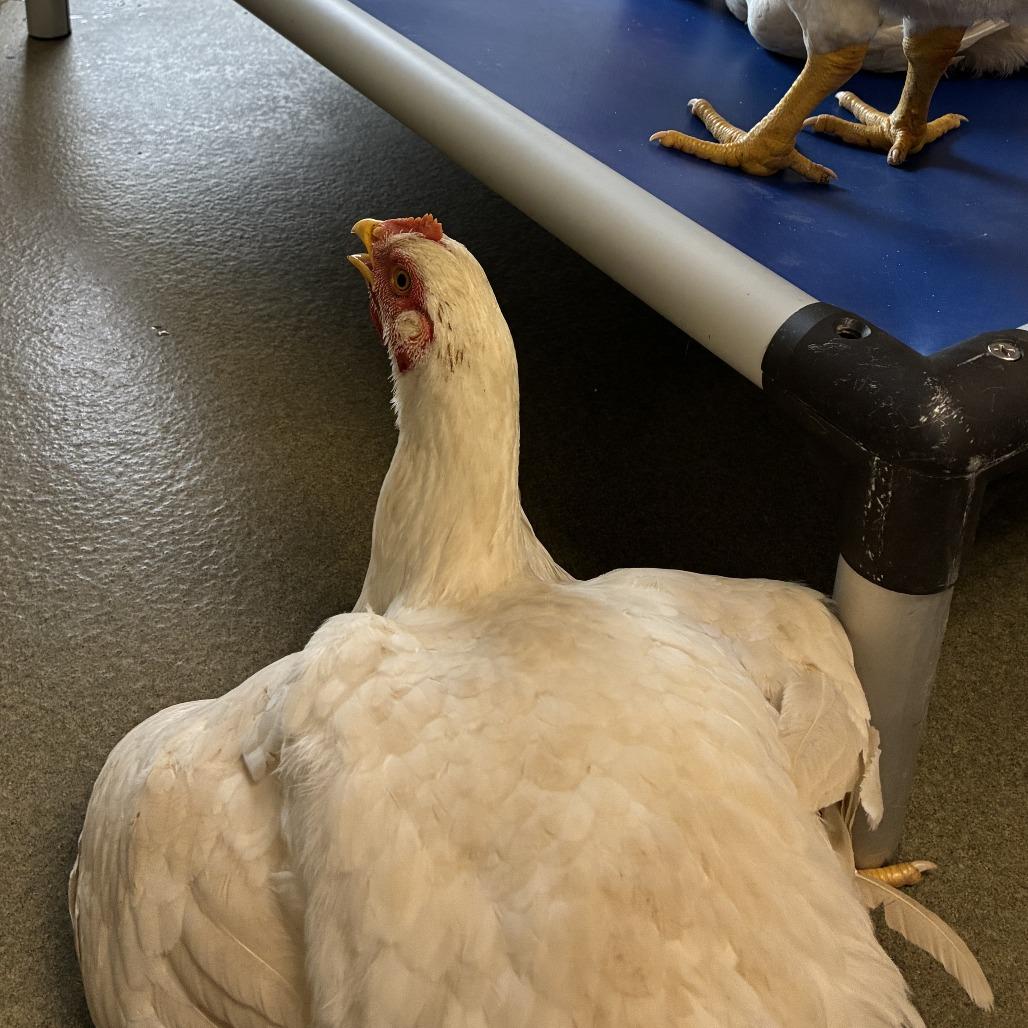 Enlarge 72636, a Adoptable Chicken in Harrisonburg, VA image 1/1