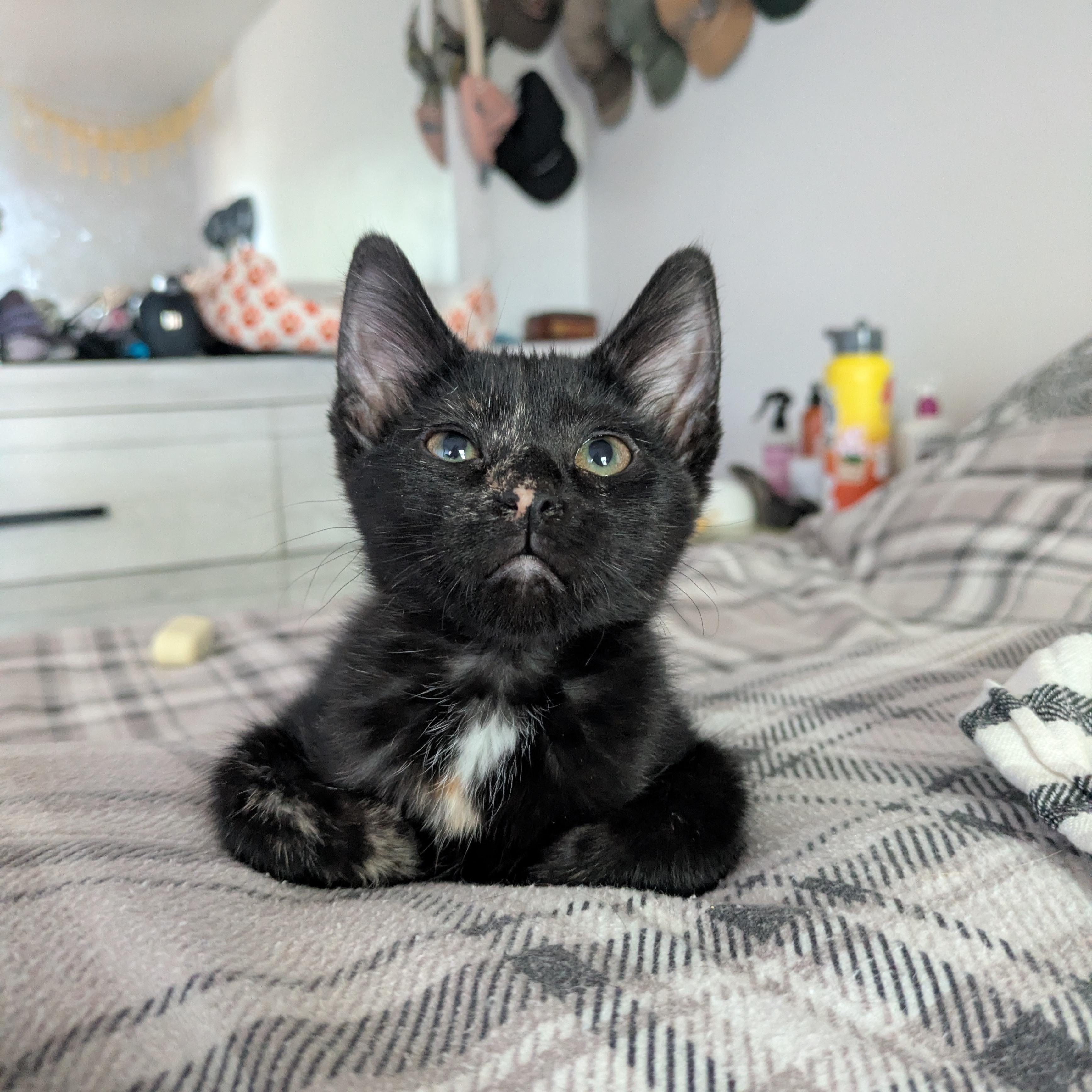 Dahlia, adoptable, Kitten Female Tortoiseshell.