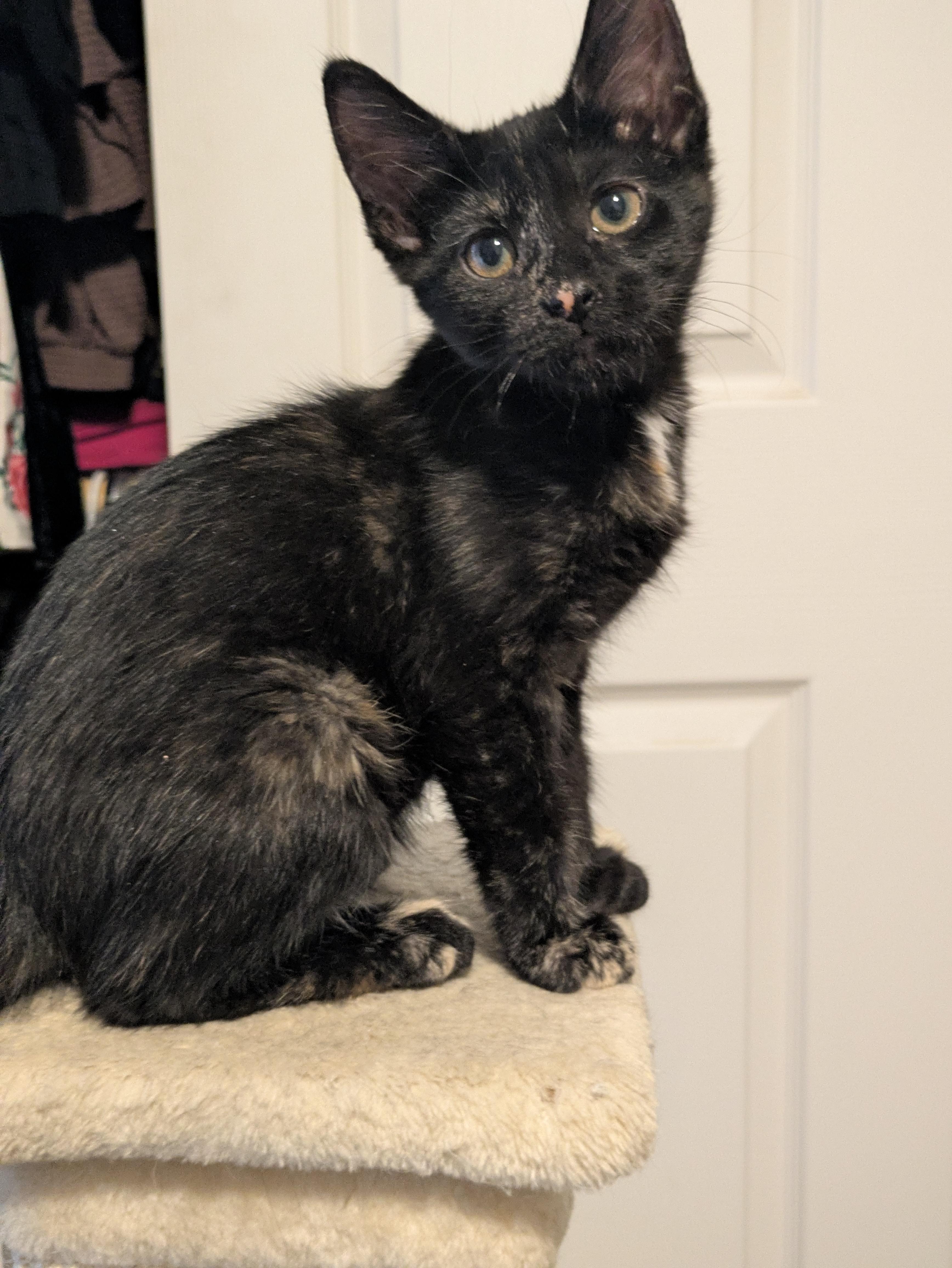 Dahlia, an adoptable Tortoiseshell in Prescott, AZ image 3/4
