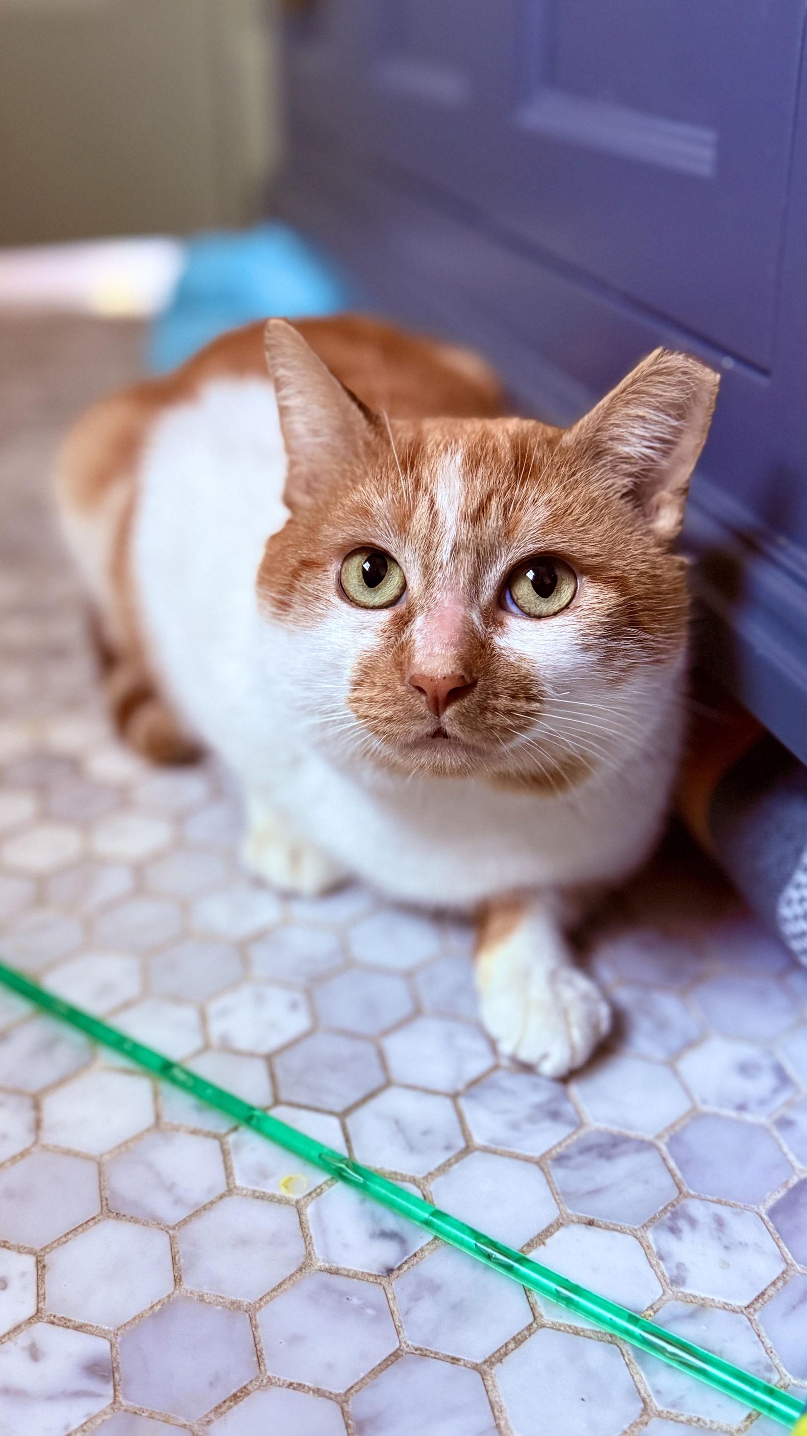 Townes, Adoptable, Adult Male Domestic Short Hair.