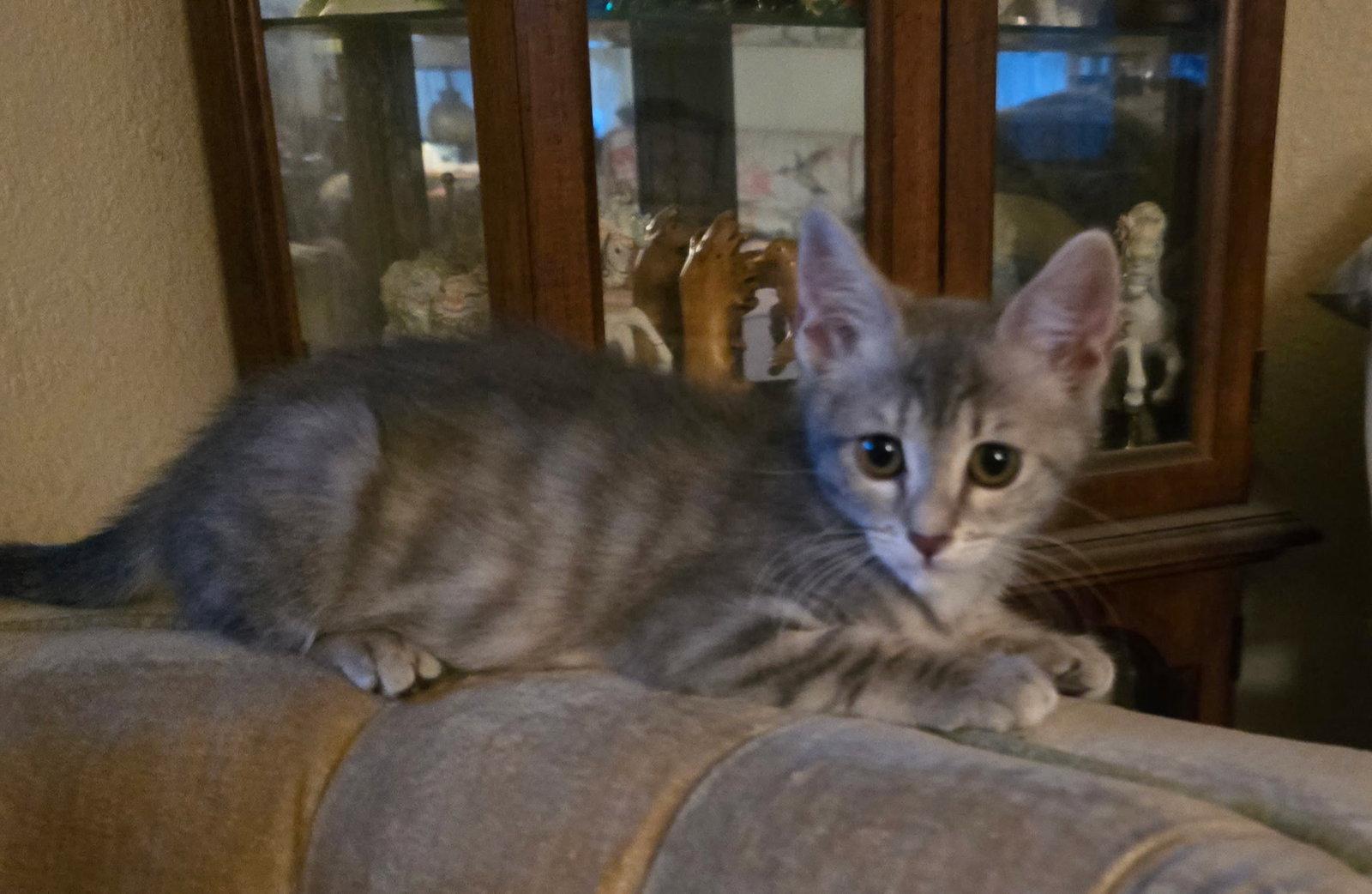 Trixie, a Adoptable Domestic Short Hair in Antioch, CA image 2/2