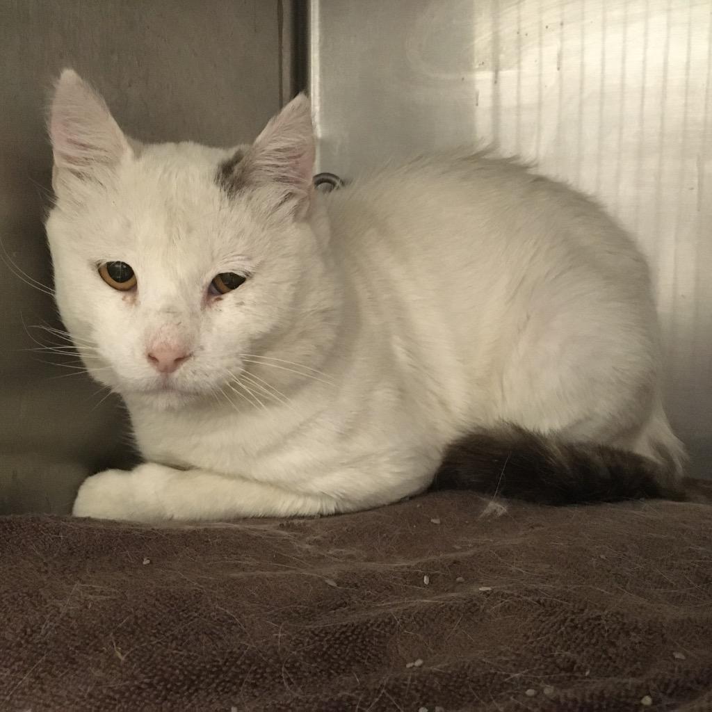 T Cat 26-0804 (B), Adoptable, Young Male Domestic Short Hair.